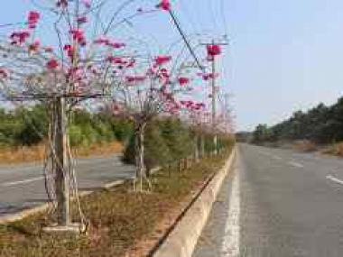 Bán đất mặt tiền đường Duyên Hải Cần Giờ, LH 0913999003