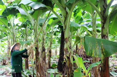 Cần có chế tài xử lý gian lận mã số vùng trồng