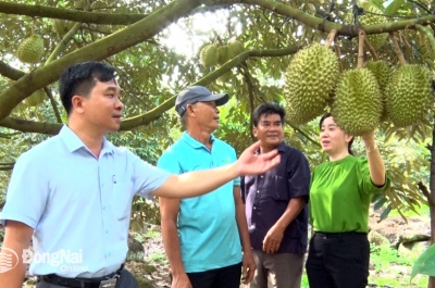 Trồng sầu riêng trên vùng Núi Đỏ