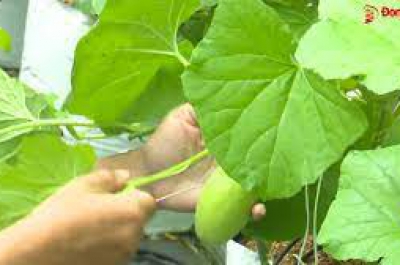 Dưa lưới “made in” Nhơn Trạch trồng theo công nghệ Israel