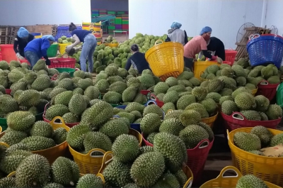 Xem tuyển lựa, cấp đông sầu riêng xuất khẩu