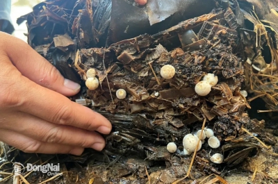 Nhân giống và nuôi trồng nấm rơm trên thân, lá chuối