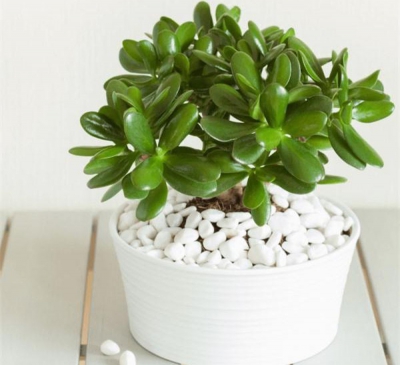 8 loại cây đặt trong nhà 'hút' tài lộc cực đỉnh