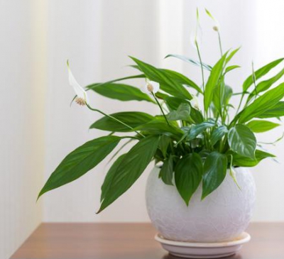 5 loại cây phong thủy vừa hút độc tố trong nhà vừa mang lại may mắn