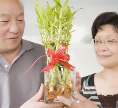 Ý nghĩa phong thủy cây phát lộc