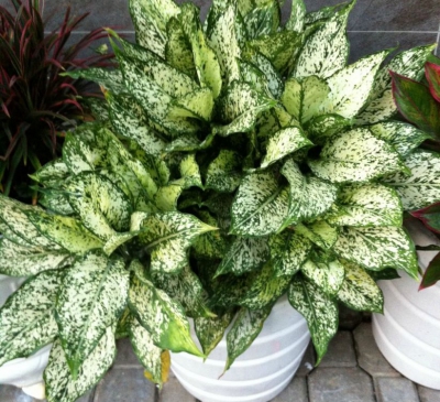 Ý nghĩa phong thủy của cây ngọc ngân