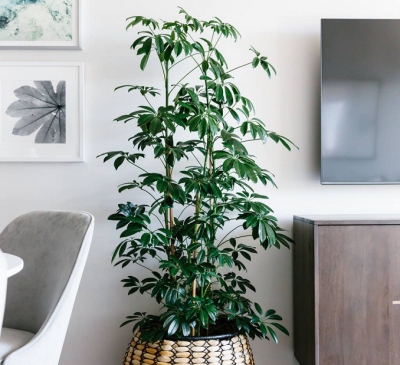 Cây ngũ gia bì xua đuổi muỗi, hút tài lộc