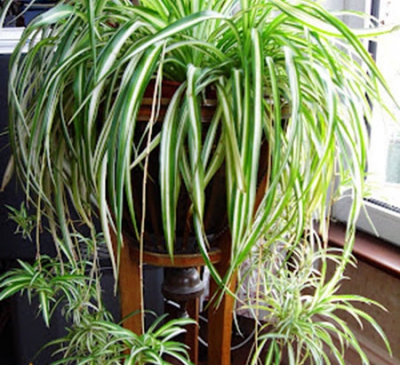 10 loại cây cảnh không cần nhiều nắng và làm mát nhà