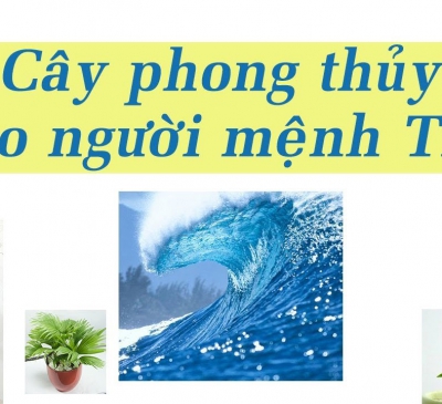 9 cây cảnh hợp với người mệnh Thủy, trồng trong nhà để lộc đến không ngừng