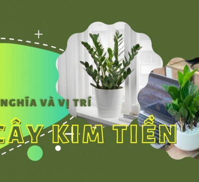 Ý nghĩa và vị trí đặt cây kim tiền trong phong thủy