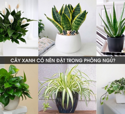 Lưu ý khi đặt, trồng cây xanh trong phòng ngủ