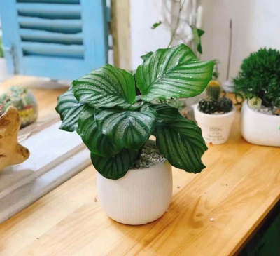 Cây phong thủy theo mệnh, mang tài lộc vào nhà cho gia chủ.