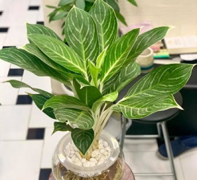 Cây để bàn làm việc thu hút tài lộc theo mệnh