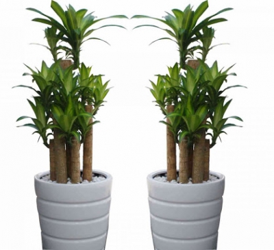 Ý nghĩa và vị trí đặt cây Thiết mộc lan trong phong thủy