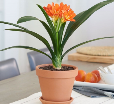 Ý nghĩa và vị trí đặt cây lan quân tử trong nhà