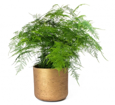 Bày trí phong thủy cùng cây kim thủy tùng