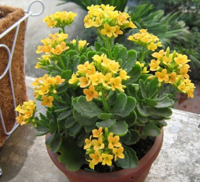 Ý nghĩa và tác dụng của cây sống đời trong phong thủy