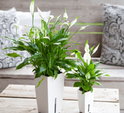 Cây lan ý hút bức xạ, khử khuẩn cho nhà ở.