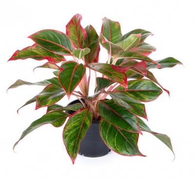 Trồng cây phú quý giúp chiêu tài lộc.