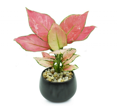 Cây vạn lộc hợp mệnh gì?