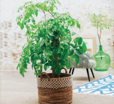 Ý nghĩa cây hạnh phúc trong phong thủy