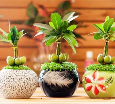 Ý nghĩa phong thủy cây tài lộc