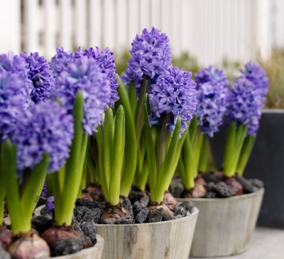 7 loại cây phạm phong thủy tránh trồng trong nhà