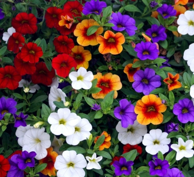 Ý nghĩa hoa triệu chuông trong phong thủy