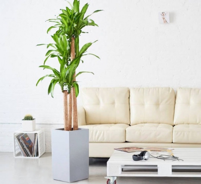 Tuổi - Mệnh hợp với cây Thiết mộc lan