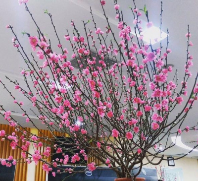 Cách trang trí cây đào ngày tết siêu đẹp và hút tài lộc.