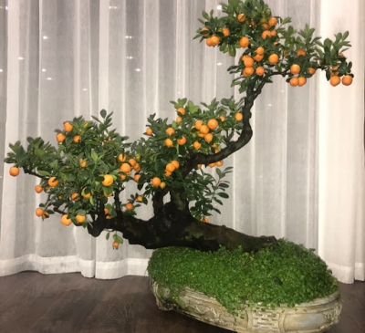 Ý nghĩa và cách trang trí cây quất ngày tết siêu đẹp