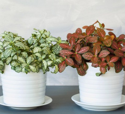 Ý nghĩa cây cẩm nhung trong phong thủy