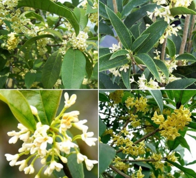 Ý nghĩa phong thủy của cây mộc hương