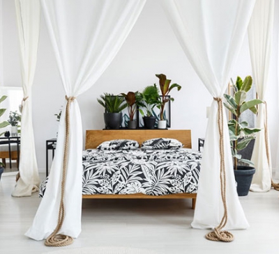 5 loại cây nên trồng trong phòng ngủ tốt cho sức khỏe