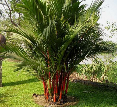 Ý nghĩa cây dừa cảnh trong phong thủy