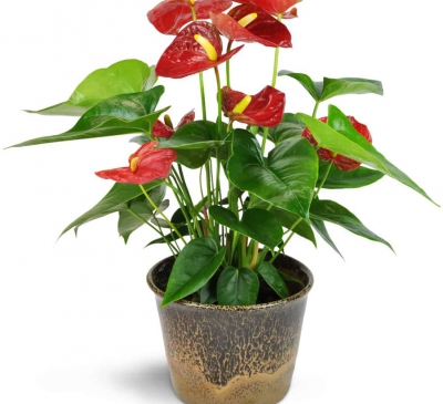 Cây hồng môn và ý nghĩa phong thủy