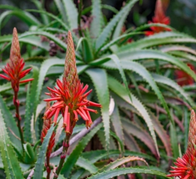 Ý nghĩa của cây nha đam trong phong thủy