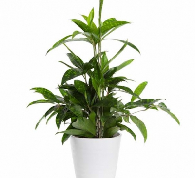 Ý nghĩa phong thủy của cây Trúc Nhật