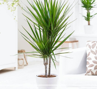 Ý nghĩa phong thủy của cây phất dụ