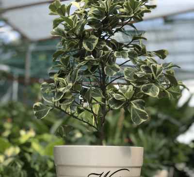 Ý nghĩa phong thủy của cây bàng cẩm thạch