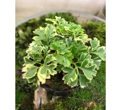 Cây Đinh lăng cẩm thạch: Đặc điểm, tác dụng và ý nghĩa phong thủy