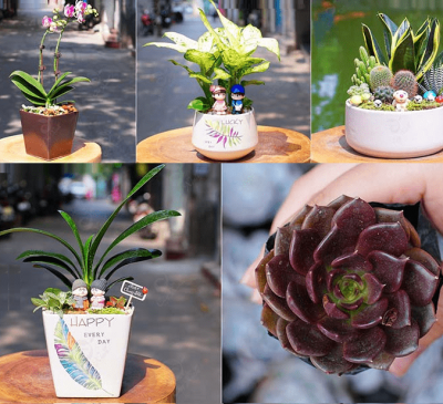 Tuổi Dần hợp cây gì? Cách chọn cây phong thủy theo từng năm sinh