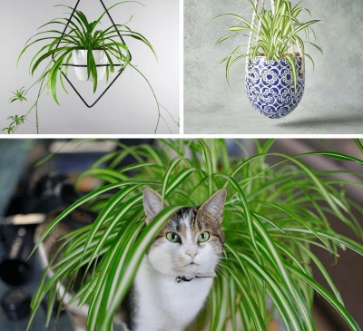 Tuổi Tuất hợp cây gì? Cách chọn cây phong thủy theo từng năm sinh