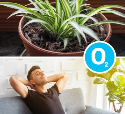Trồng 7 cây này trong nhà khỏe người, đỡ ‘nơm nớp’ lo khí độc