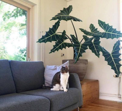 Trời ẩm thấp, trồng 3 cây cảnh này để diệt vi khuẩn, đơn giản thiết thực, cả nhà khỏe mạnh