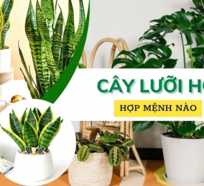 Người tuổi này cực hợp cây Lưỡi Hổ: Trồng 1 cây hứng lộc vào nhà, tiền bạc phủ phê